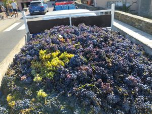 Camion rempli de raisin après les vendanges réalisées en compagnie de Christian MORIN