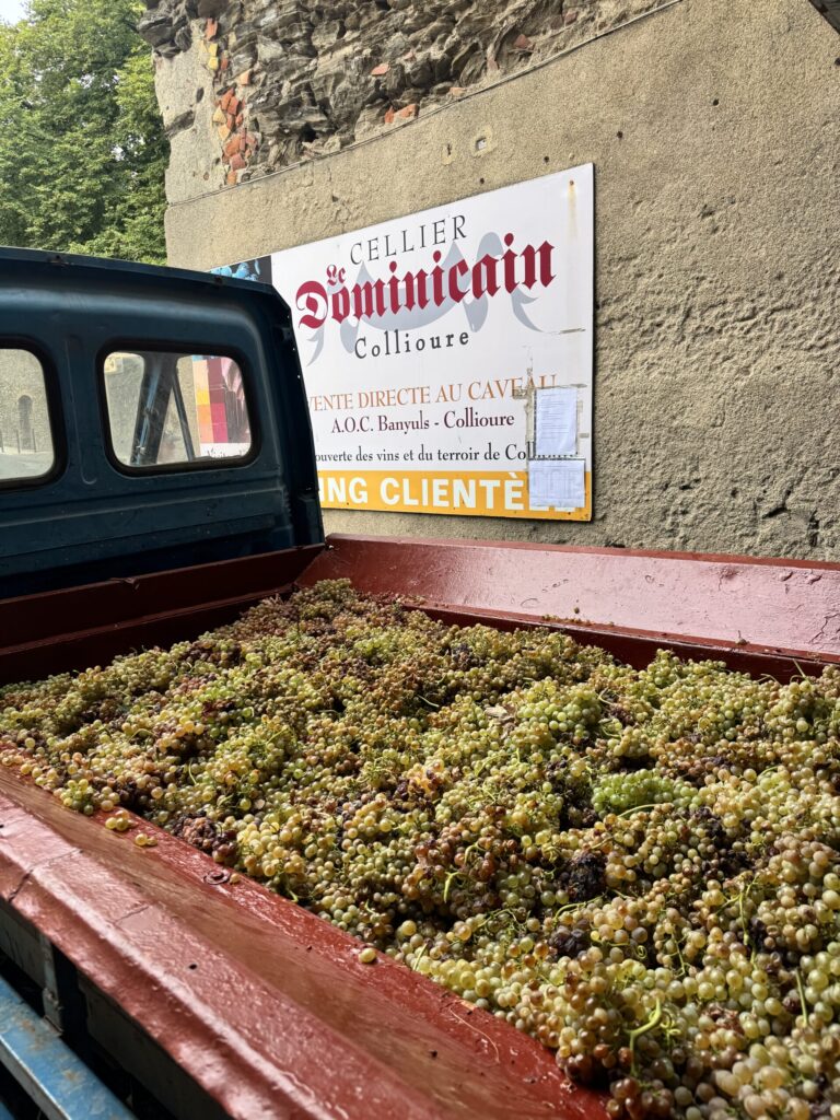 Remorque chargée de raisins devant le mur du Cellier Dominicain pendant les vendanges