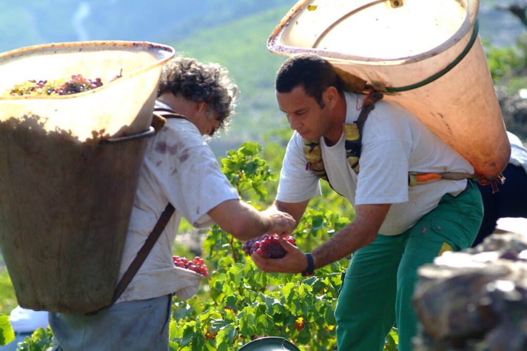 Vendangeurs vidant leurs hottes de raisin dans une comporte
